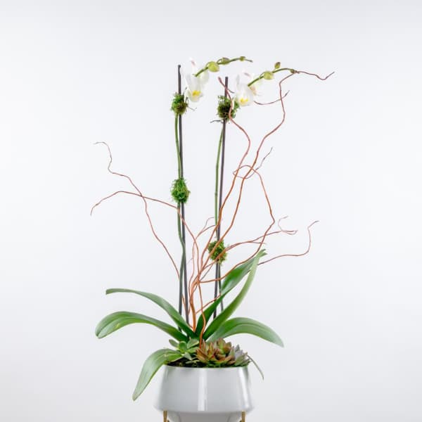 Tall orchid arrangement in a white planter with succulents and curly branches