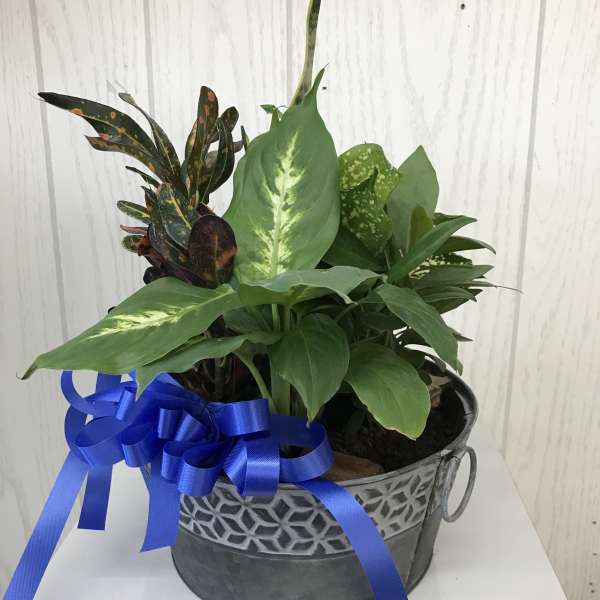 Potted green houseplant arrangement in a metal container with a blue ribbon