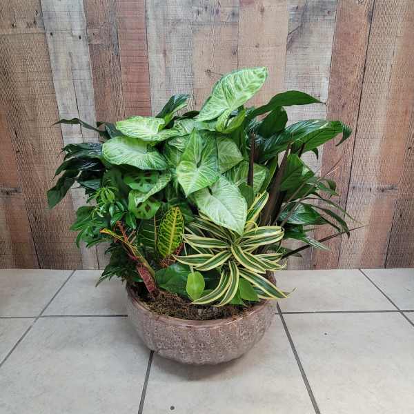 A large mixed potted plant arrangement in a round ceramic planter
