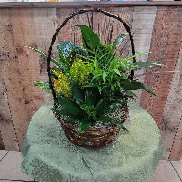 Basket of assorted green houseplants with a woven handle