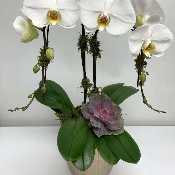 White orchids arranged in a beige pot with a purple succulent