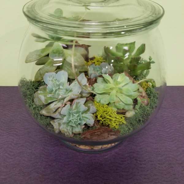 Glass terrarium jar filled with assorted succulents