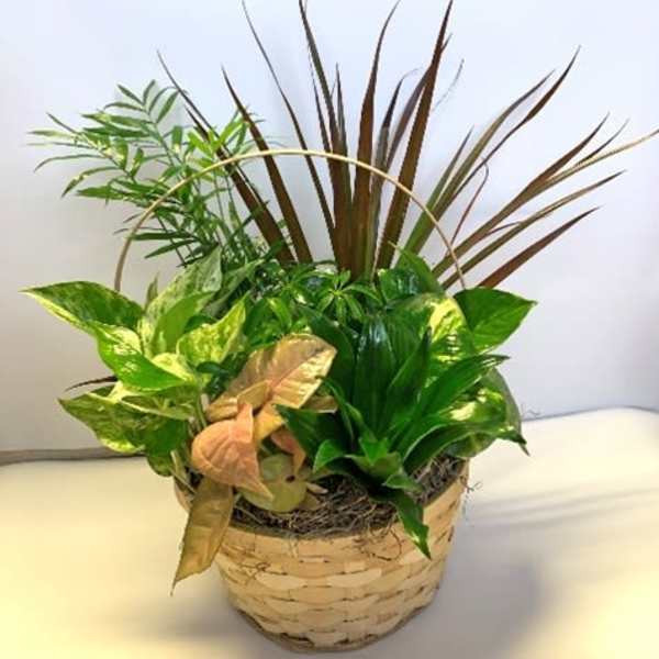 Potted tropical foliage arrangement in a woven basket