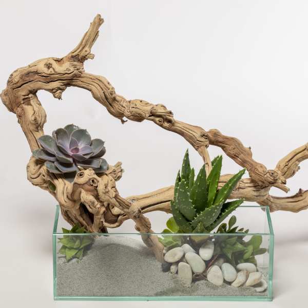 Succulent arrangement in a glass container with driftwood and white stones