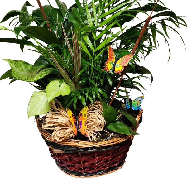 Garden of Butterflies