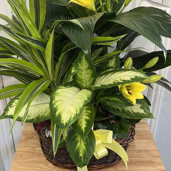 Basket arrangement of yellow lilies and assorted green foliage