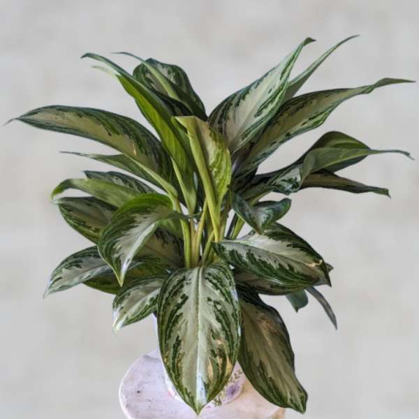 Aglonema Plant