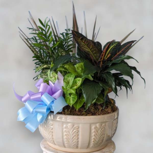Potted green plant arrangement with a decorative bow