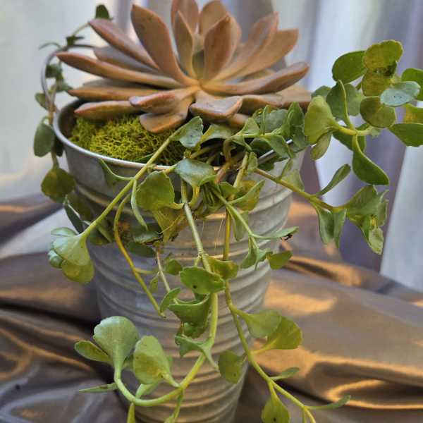 Potted succulent arrangement in a ribbed metal container with trailing vines