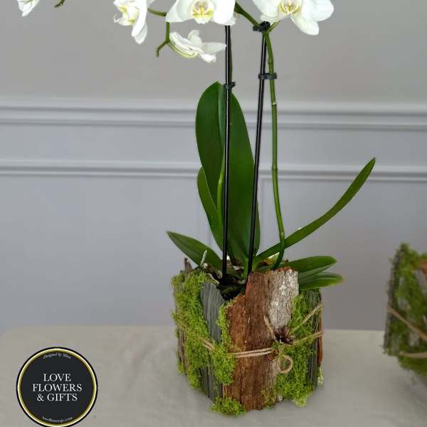 White phalaenopsis orchid plant in a rustic bark-wrapped pot with moss accents on a light table.