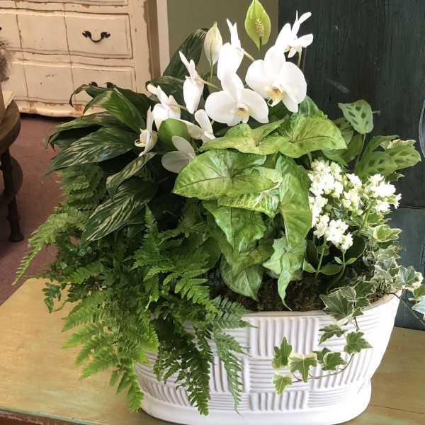 White orchids and greenery in a white ceramic planter