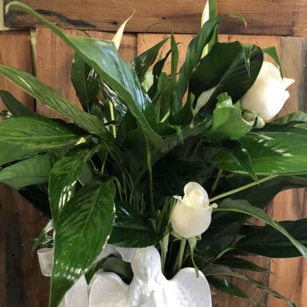 White roses in a white angel vase with a sheer ribbon