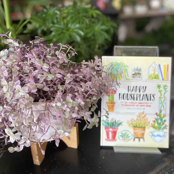 Potted trailing houseplant with pink and green variegated leaves