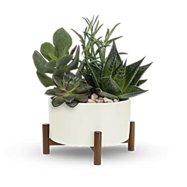 Succulent arrangement in a white planter on a wooden stand