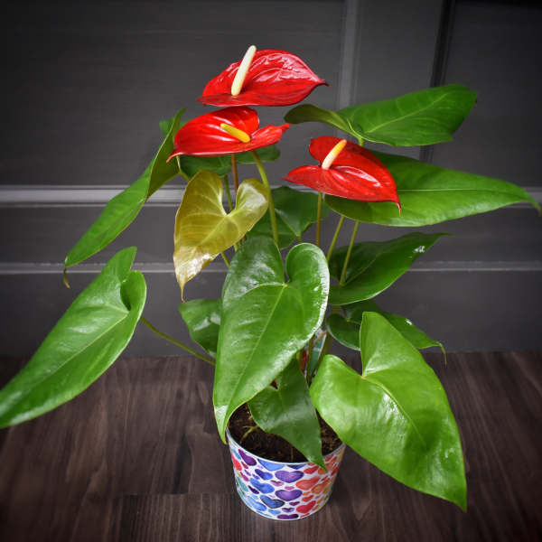 Potted anthurium plant with red blooms and glossy green leaves