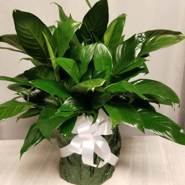 Potted green plant with glossy leaves wrapped in paper and tied with a white bow