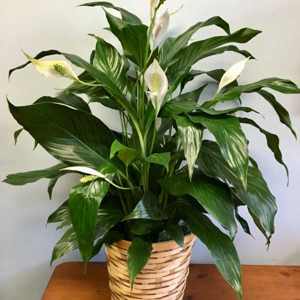 Potted peace lily with white blooms in a woven basket