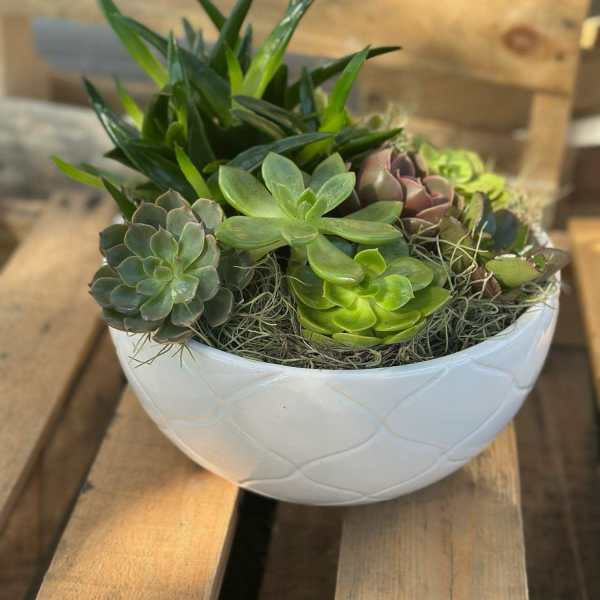 Succulent arrangement in a white bowl planter