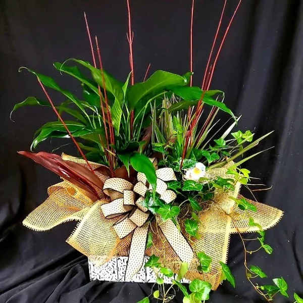 Potted green plant arrangement with burlap wrap and a polka-dot bow