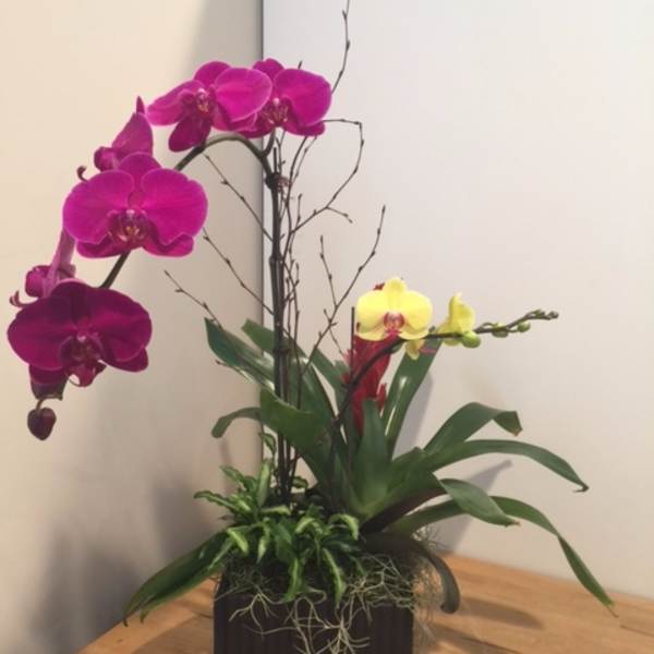 Potted orchid arrangement with magenta and yellow blooms