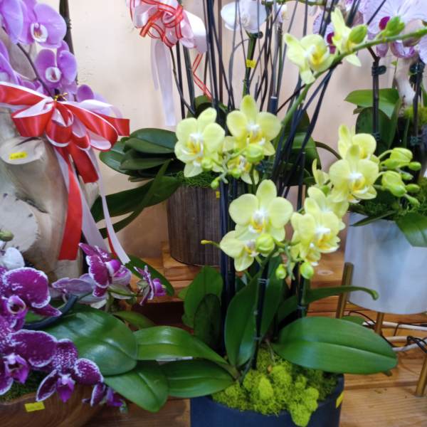 Potted orchids with yellow and purple blooms in decorative containers