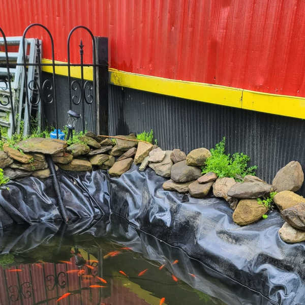 Outdoor pond with orange fish, rocks, and floating aquatic plants