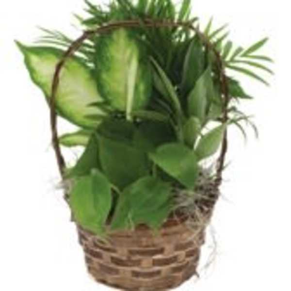 Basket of green potted plants with a woven handle