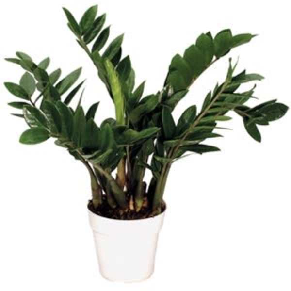 Potted green houseplant in a white container