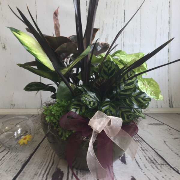 Potted tropical foliage arrangement with a ribbon bow