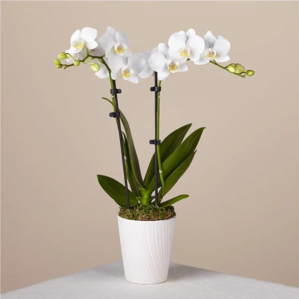 White orchid plant in a white pot with support stakes