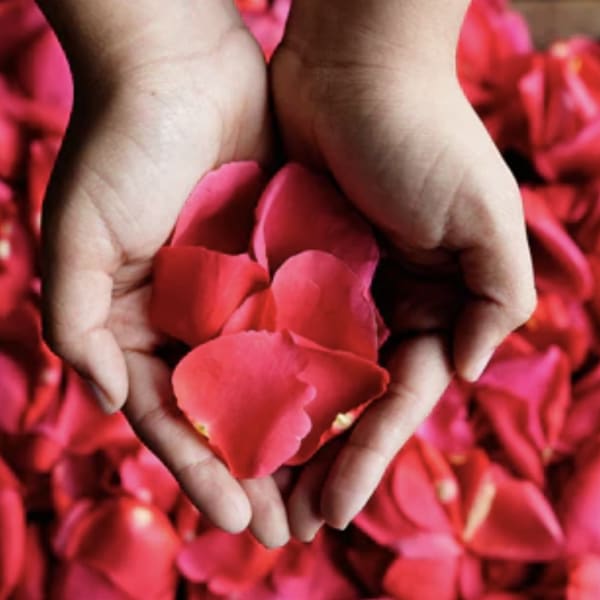 Hands holding red rose petals over a bed of petals