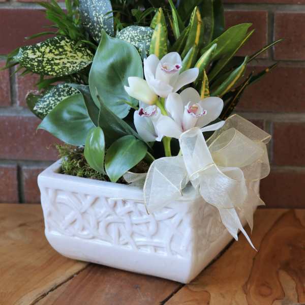 Assorted green plants with white cymbidium orchids in a white ceramic planter with sheer bow