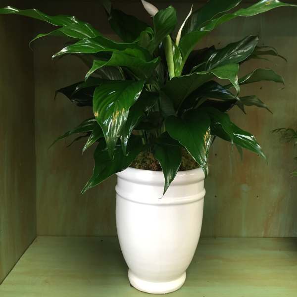 Potted green plant with glossy leaves in a white ceramic vase
