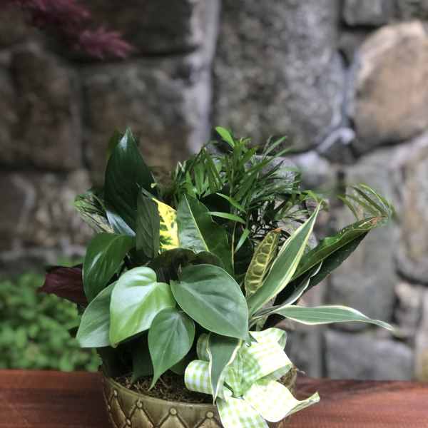 Mixed green houseplant arrangement in a decorative bowl with a ribbon