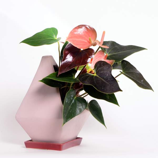 Pink anthurium plant in a geometric ceramic pot