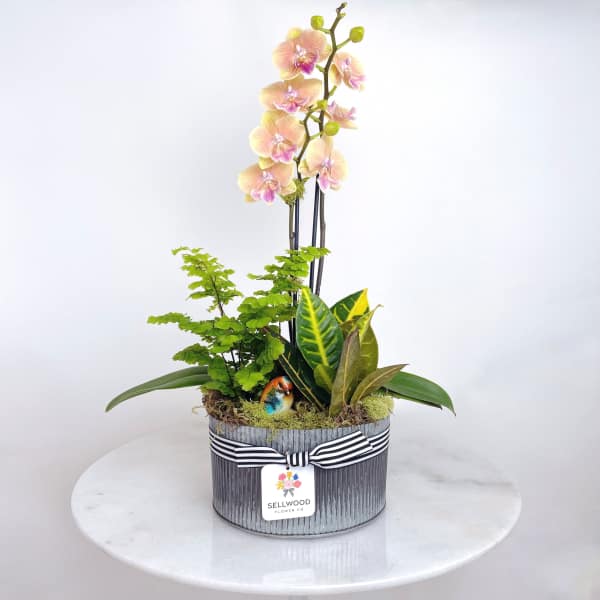 Potted orchid arrangement with mixed foliage in a striped container