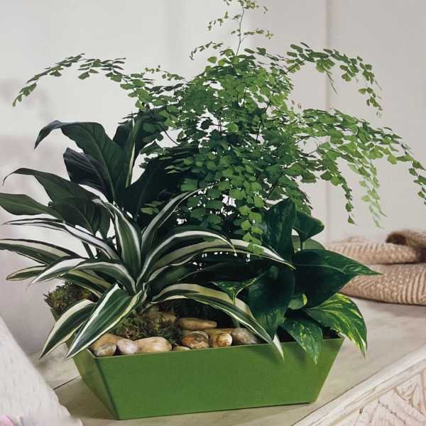 Mixed potted houseplants in a green rectangular planter with decorative stones