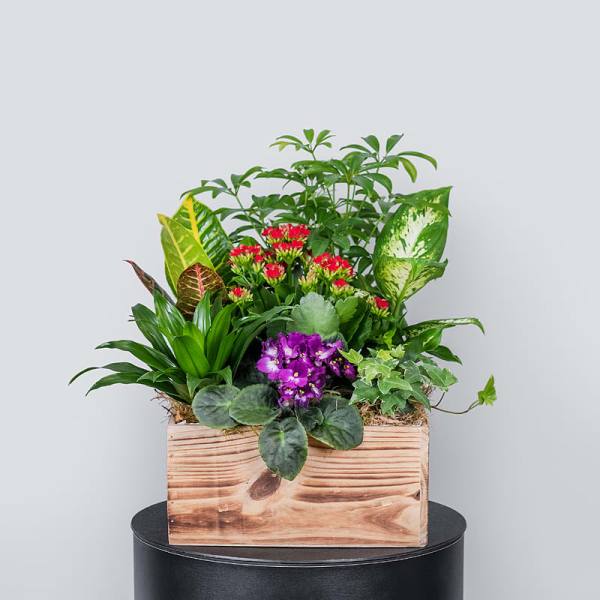 Mixed potted plants and purple flowers in a wooden box planter