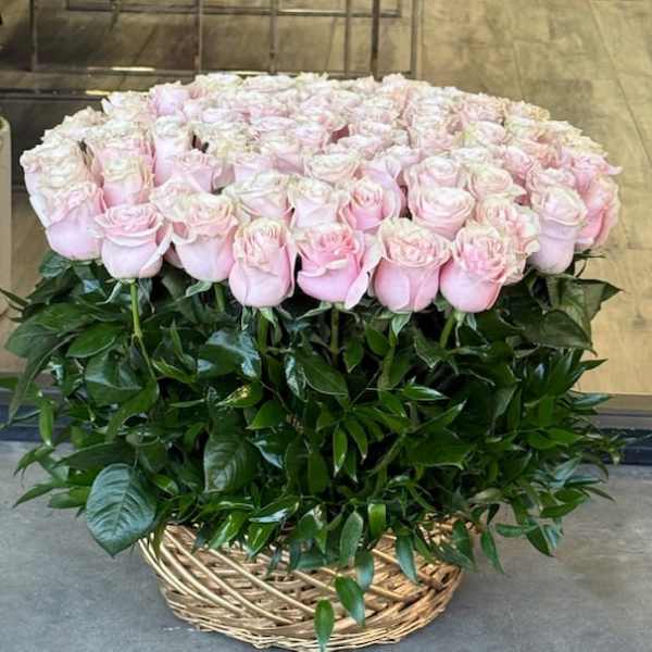 Large basket of pale pink roses with dense greenery