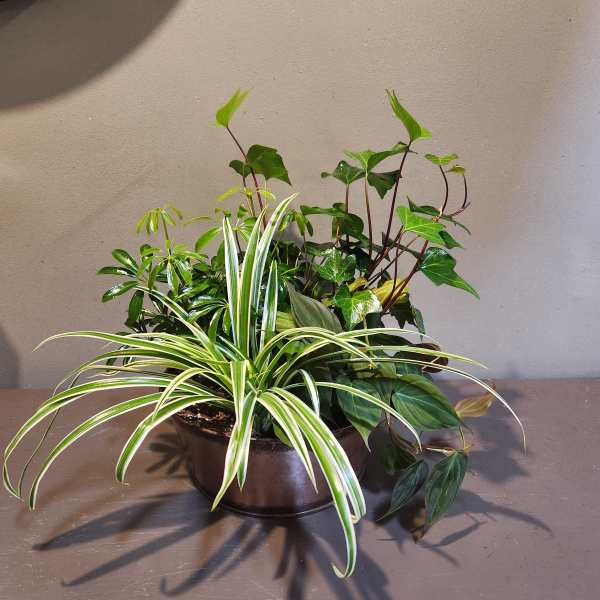 Plants: Forever Green Garden