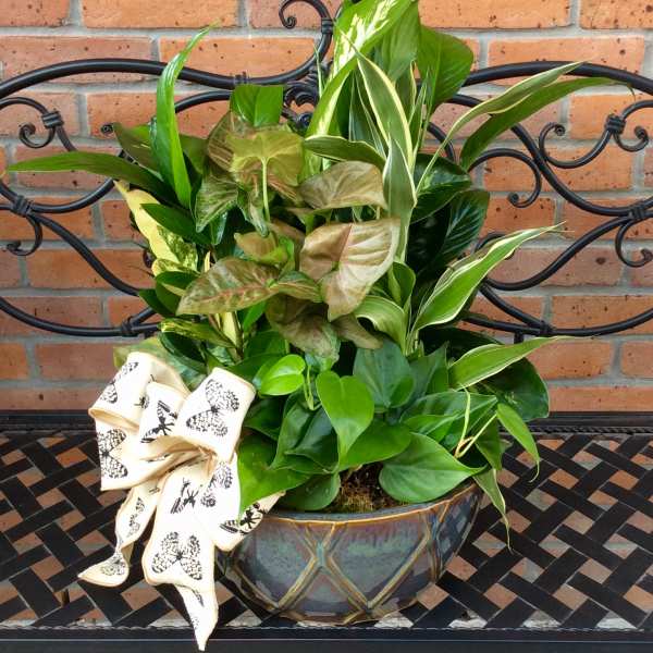 Potted green houseplant arrangement with a decorative bow