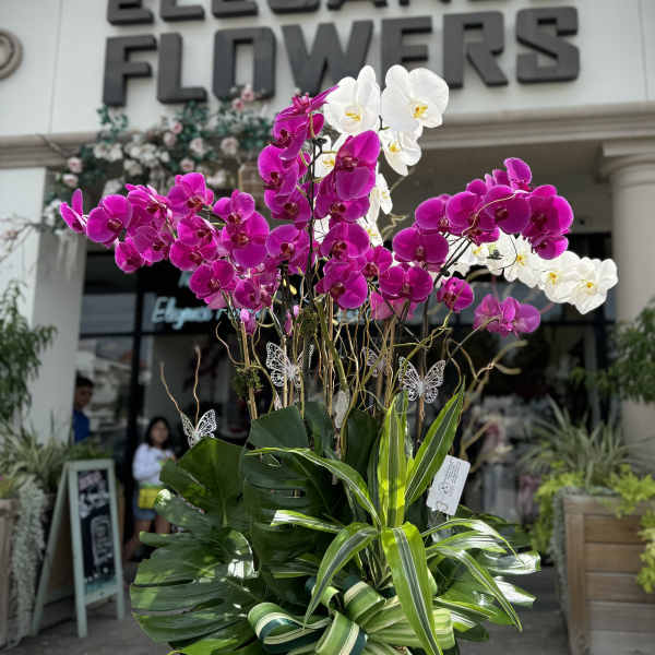 Tall orchid arrangement in a white planter with pink and white blooms