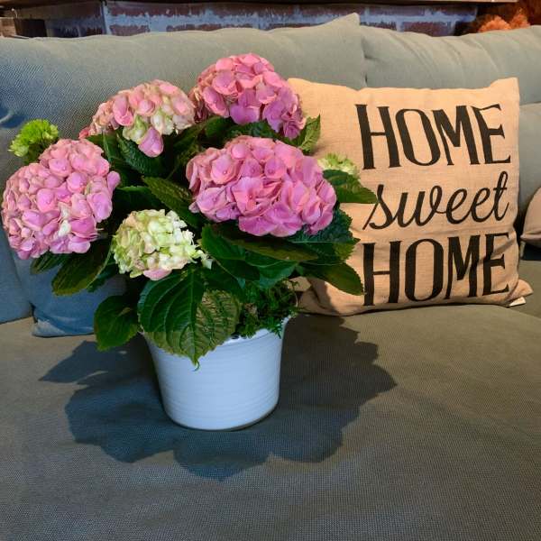 Pink hydrangeas in a white pot on a couch beside a "Home Sweet Home" pillow.