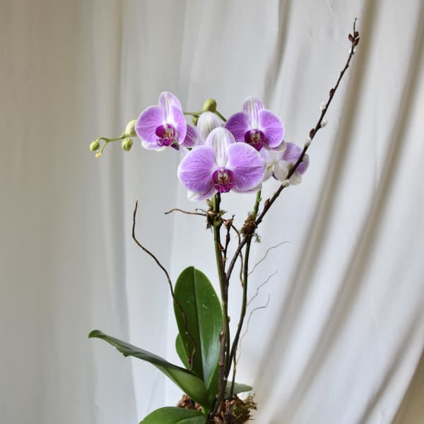 Phalaenopsis Orchid Plant