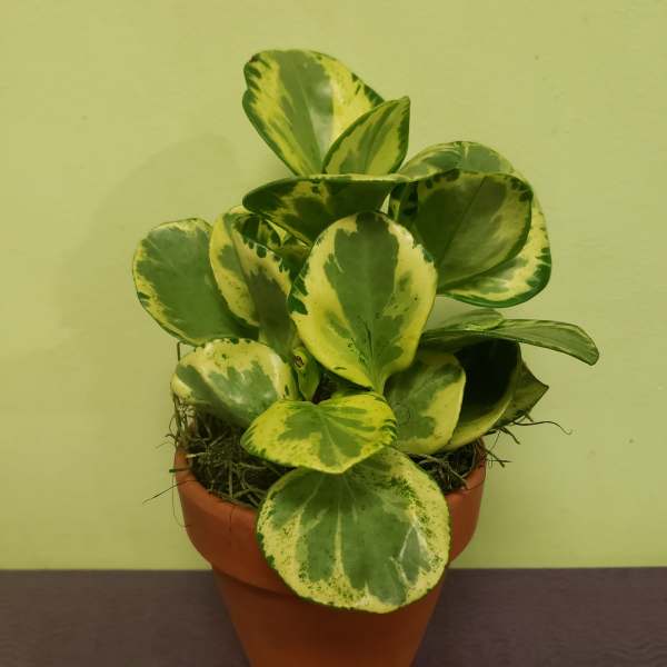 Variegated potted plant in a terracotta pot