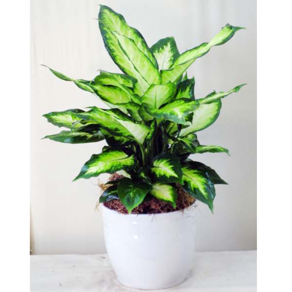 Potted plant with bright green variegated leaves in a white ceramic pot