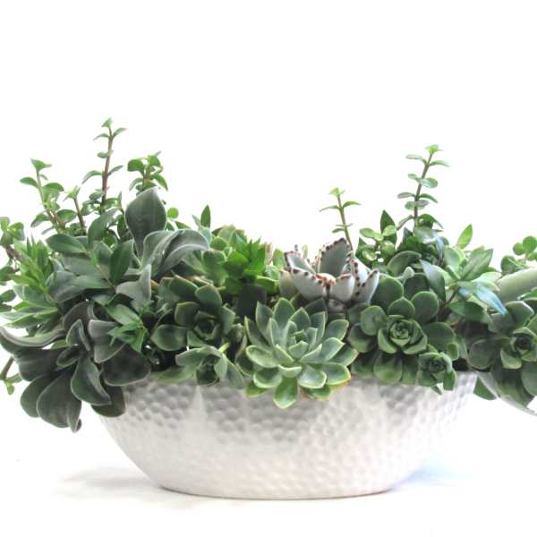 Modern Succulent