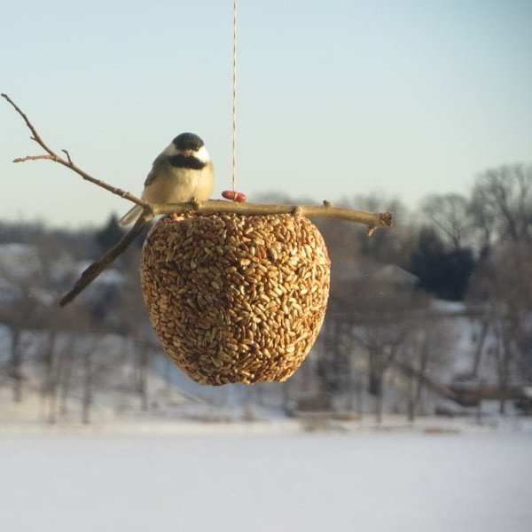Bird perched on a hanging seed feeder outdoors in winter