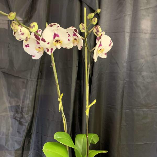 Potted orchid plant with white and purple-spotted blooms
