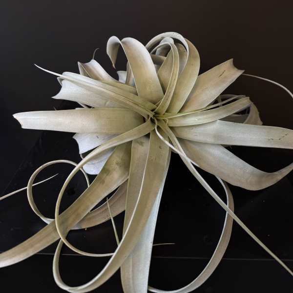 Air plant with long pale leaves on a dark surface